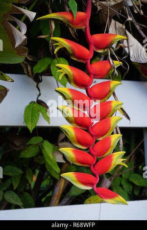 Close up red heliconia sospeso verso il basso da una recinzione di bianco in th paese sull'isola tropicale di La Réunion, Francia Foto Stock