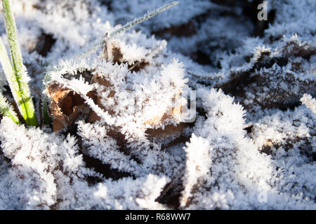 Congelati erba e foglie coperto di brina su un freddo gelido inverno giorno, clima freddo Foto Stock