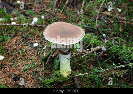 Gomphidius glutinosus, comunemente noto come il picco di viscido-cap. Foto Stock