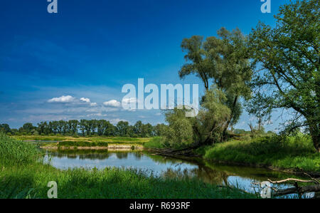 Il fiume Oder nel Brandeburgo Foto Stock