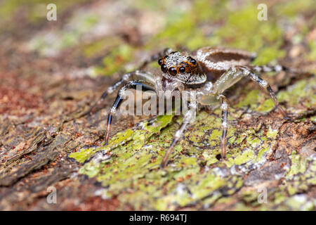 Jumping spider (Salticidae) caccia su corteccia di albero nella foresta pluviale tropicale, Queensland, Australia Foto Stock