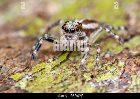 Jumping spider (Salticidae) caccia su corteccia di albero nella foresta pluviale tropicale, Queensland, Australia Foto Stock