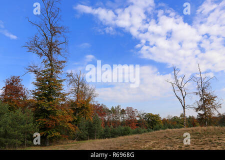 Bosco di faggi rossi e pini deadwood sulla duna entroterra saupfergbuckel a Walldorf Foto Stock