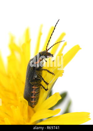 Coleottero soldato del genere Cantharis seduta su un fiore giallo pieno di polline Foto Stock