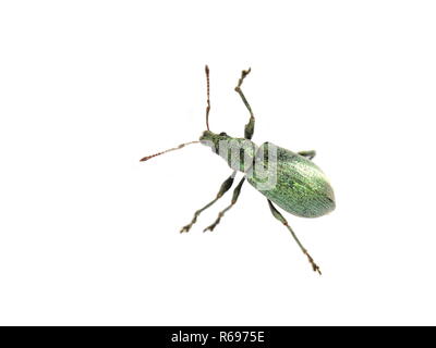 Il verde metallizzato curculione Polydrusus formosus isolati su sfondo bianco Foto Stock