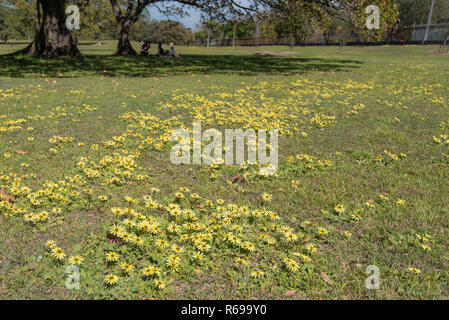 Capeweed (Arctotheca calendula) fornisce agli inizi della primavera colore crescita e fioritura in un prato in Centennial Park, Sydney Australia Foto Stock