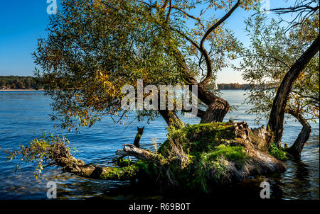 Sradicati Tree si trova in riva al lago Foto Stock