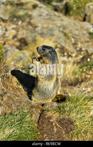 La marmotta alpina Marmota marmota , Saas-Fee, Vallese, Svizzera Foto Stock