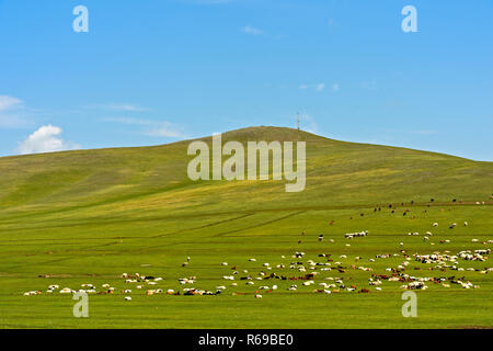 Miscelati gregge di pecore e capre Kashmir pascolando nella steppa Mongola, Mongolia Foto Stock