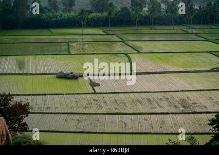 Una alta sopra la vista di acqua registrato le risaie, Hambi, India. Foto Stock