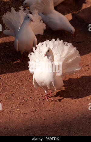 Colombe bianche Foto Stock