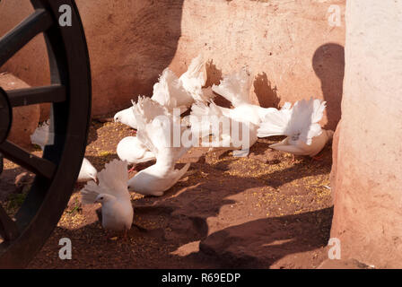 Colombe bianche Foto Stock