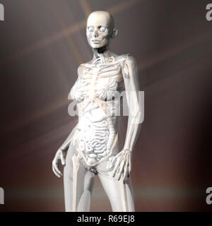 Digitali 3D Rendering della femmina di Anatomia Umana Foto Stock