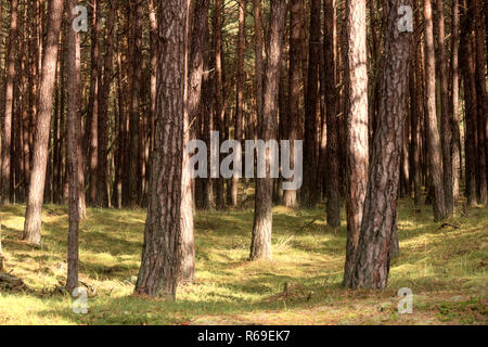 Foreste vergini su Darss in Germania Foto Stock