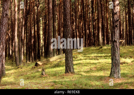 Foreste vergini su Darss in Germania Foto Stock