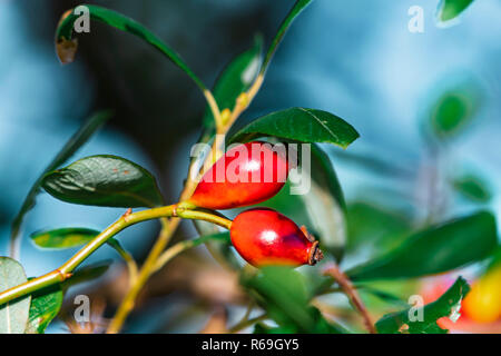 Frutti della rosa canina Rosa canina agg. Foto Stock