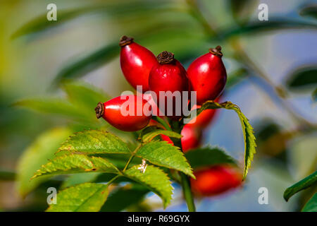 Frutti della rosa canina Rosa canina agg. Foto Stock