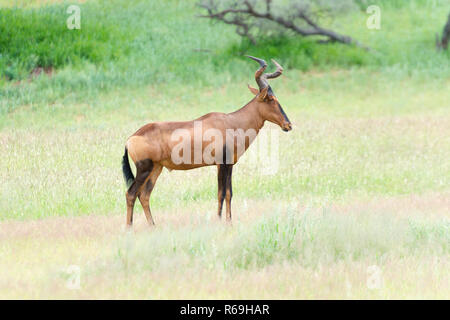 Sud Africa, Hartebeest Alcelaphus Buselaphus Caama Foto Stock