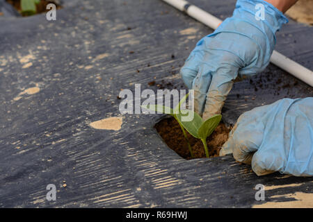 I cetrioli sono piantate sulla piantagione di vegetali Foto Stock