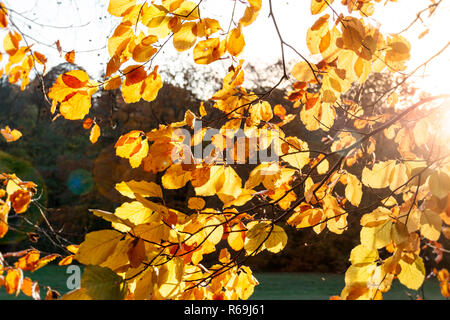 Immagine retroilluminata di sole che illumina il Golden Autumn Leaves su un faggio Foto Stock