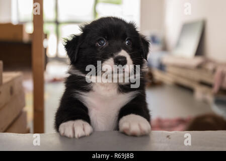 Curiosamente un pastore australiano guarda oltre il suo luogo Foto Stock