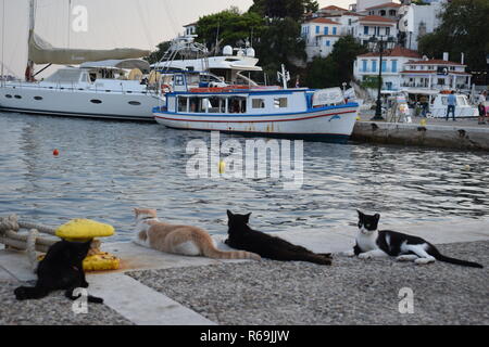 Gatti greco al porto di Skiathos Foto Stock