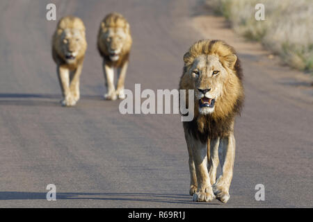 Leoni africani (Panthera leo), tre maschi adulti a camminare su una strada asfaltata, il Parco Nazionale Kruger, Sud Africa Foto Stock