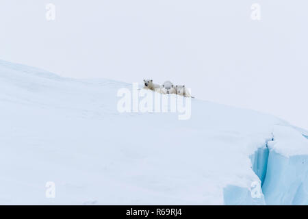 Gli orsi polari (Ursus maritimus), madre animale e due giovani lupetti, tre mesi di età, giacente su un iceberg, famiglie disorganizzate Baffin Foto Stock