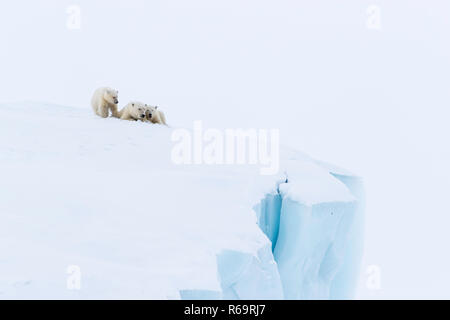 Gli orsi polari (Ursus maritimus), madre animale e due giovani lupetti, tre mesi di età, giacente su un iceberg, famiglie disorganizzate Baffin Foto Stock