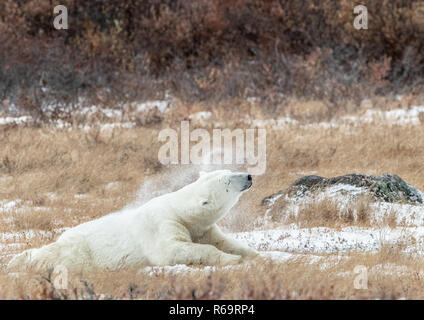 Orso polare (Ursus maritimus), maschio scuote la neve fuori di sé, all' inizio dell' autunno come la neve e ghiaccio urta il suolo, il fiume di tenuta Foto Stock