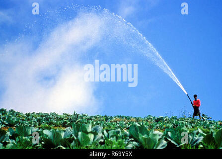 Spruzzatura fertilizzante chimico nei campi, India, Asia Foto Stock