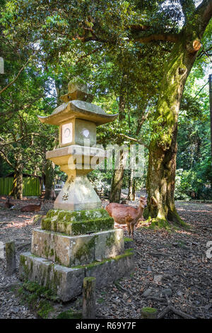 Cervi Sika in Kasuga-Taisha, Parco di Nara, Giappone Foto Stock