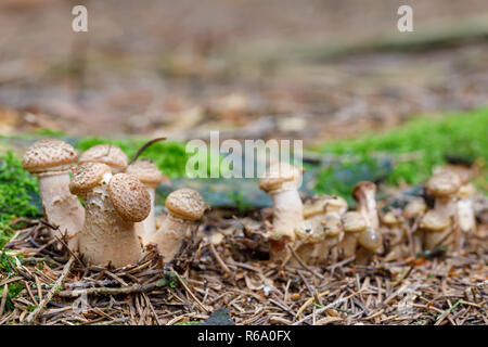 Funghi Armillaria ostoyae nella foresta di autunno Foto Stock