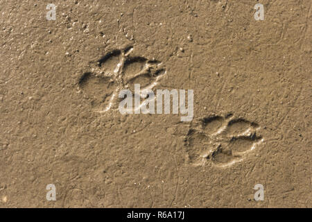 Zampe cani sulla spiaggia Foto Stock