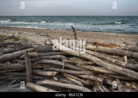 Mar Baltico costa su Darss in Germania Foto Stock