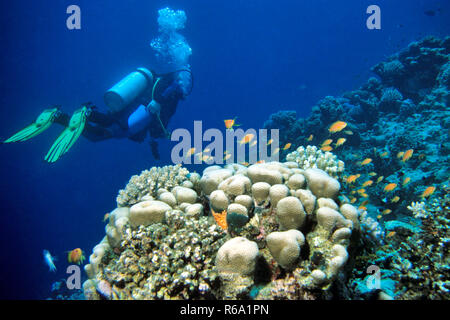 Scuba Diver presso Il Reefside, Mar Rosso Foto Stock