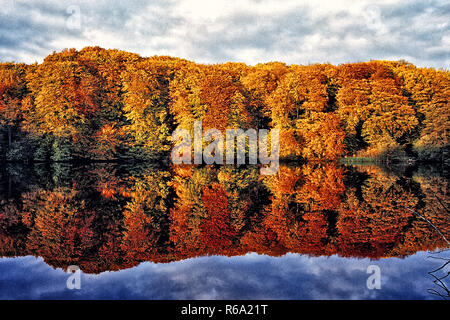 Lungolago di foresta in autunno Foto Stock