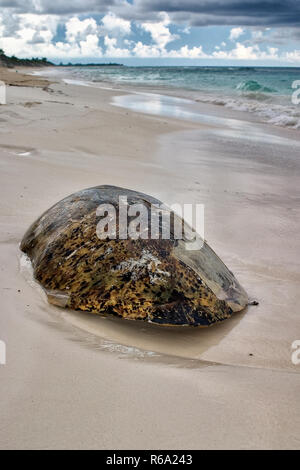 Guscio di tartaruga Foto Stock