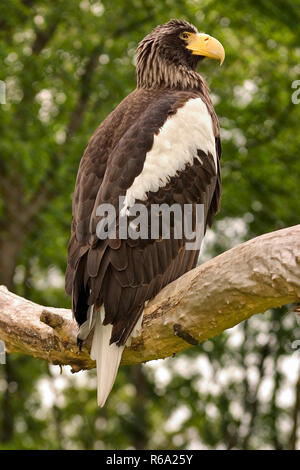 Giant Sea Eagle Foto Stock