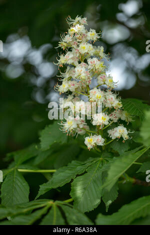 Un'infiorescenza di ordinaria di Ippocastano, Aesculus Hippocastanum Foto Stock