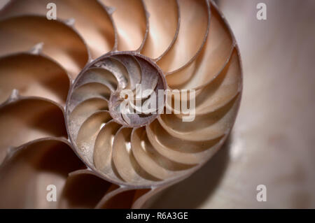 Una metà di guscio di nautilus in marrone e giallo toni seppia in soft focus. Foto Stock