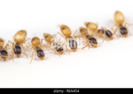 Tapinoma melanocephalum ghost formiche alimentazione sul cibo versato nella cucina di tropici Foto Stock