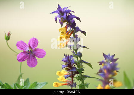 Fioriture estive Foto Stock