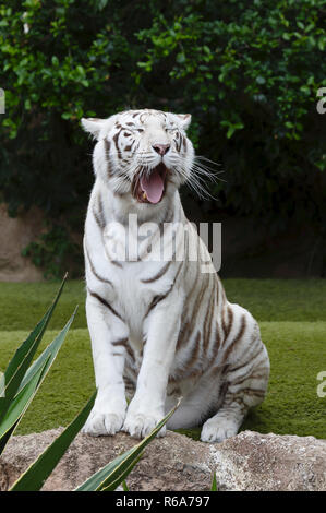 Ritratto di una tigre bianca seduta a sbadigliare. La tigre bianca è una variante di pigmentazione della tigre del Bengala. Foto Stock