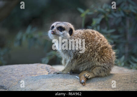 Meerkats vivono in Africa australe, dove possono essere trovate principalmente nelle savane, ma anche in Semi-Deserts Foto Stock