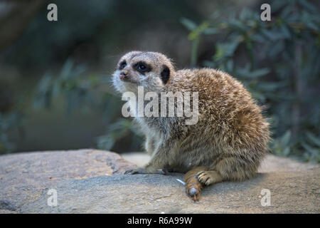 Meerkats vivono in Africa australe, dove si trovano principalmente nelle savane, ma anche in Semi-Desert Foto Stock