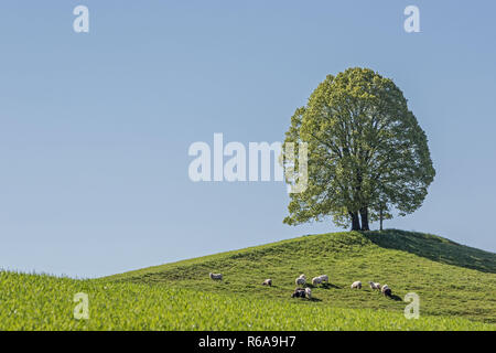 Unico albero a foglie decidue sulla collina morenica di Veiglberg tra le idilliache colline ai piedi del quartiere Tölzer Foto Stock