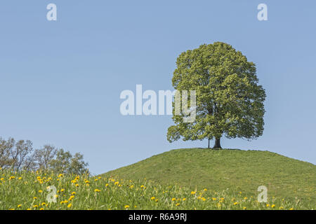 Unico albero a foglie decidue sulla collina morenica di Veiglberg tra le idilliache colline ai piedi del quartiere Tölzer Foto Stock