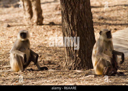 Monkeies di ranthambore riserva in India Foto Stock