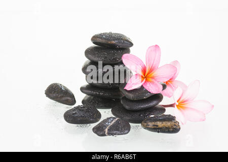 Plumeria fiori e gocce di acqua sulle pietre di colore nero Foto Stock